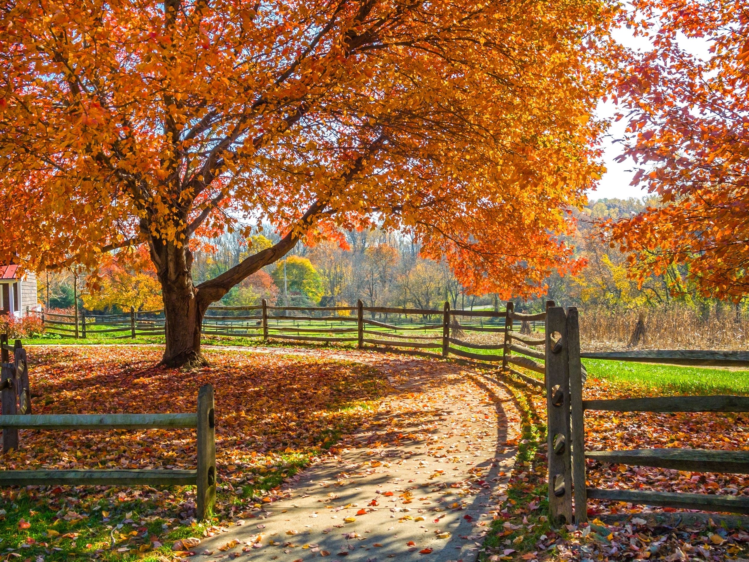 Fall