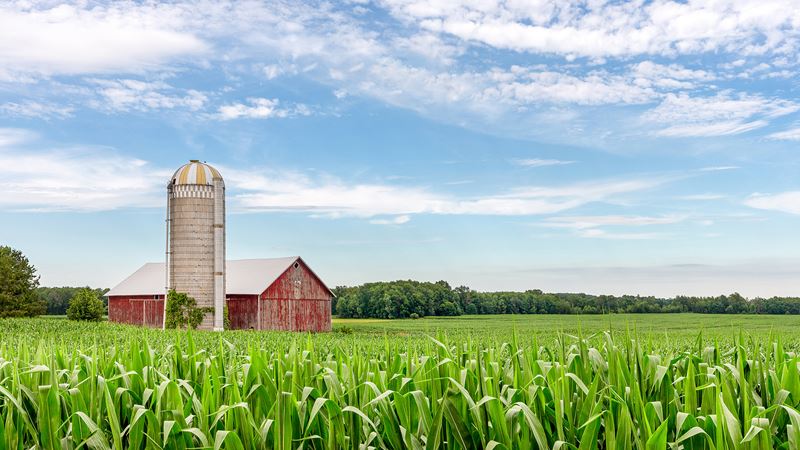 summer corn barn