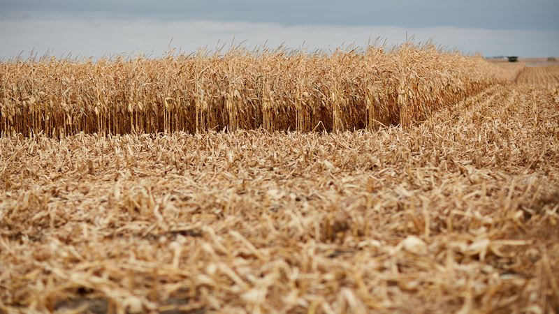 Corn Harvest