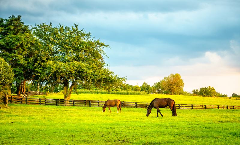 Horses